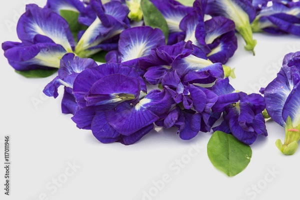 Obraz Beautiful Butterfly Pea
