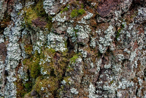 Obraz Moss on the bark of an old tree closeup. Rough prints of tree bark.