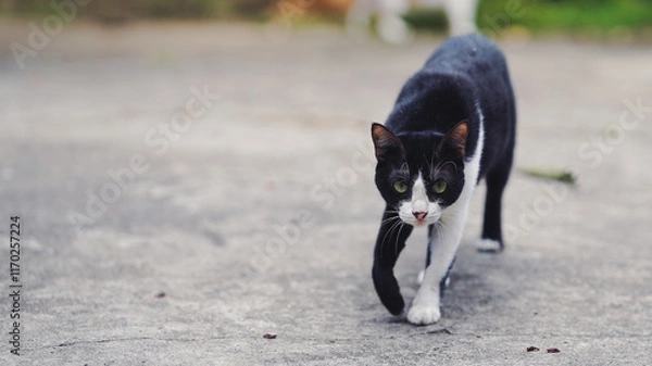 Fototapeta A black and white cat walking confidently on a concrete surface, showcasing its striking fur pattern and curious demeanor.