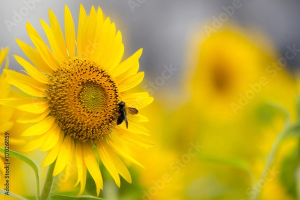 Obraz ひまわり畑