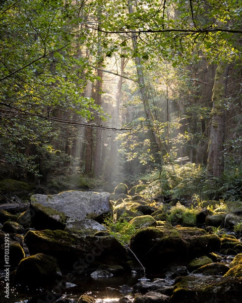 Fototapeta stream in the forest