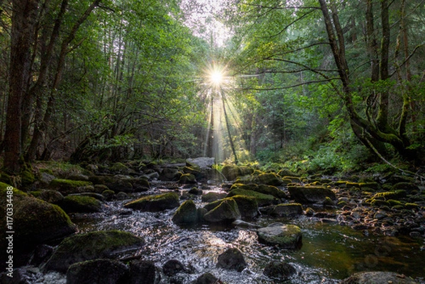 Obraz stream in the woods