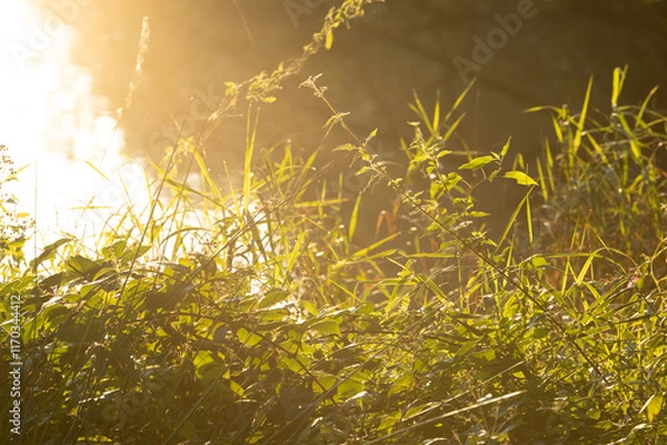 Fototapeta grass and sun