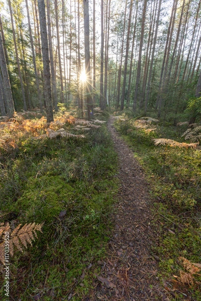 Fototapeta footpath in the woods