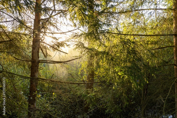 Fototapeta morning in the forest
