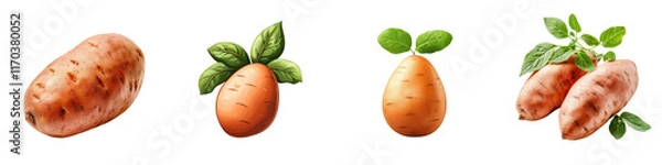 Obraz Sweet potato isolated on white background. Mix Collection Png.