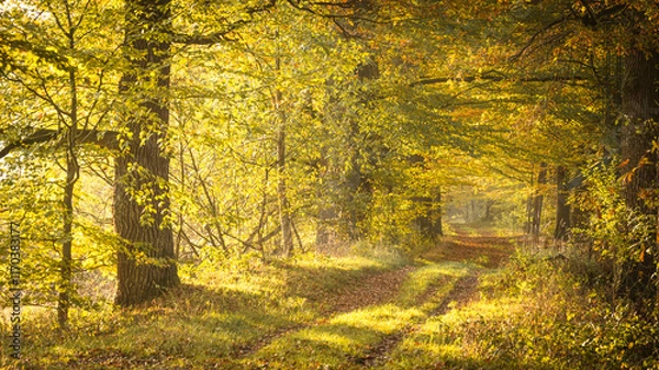 Fototapeta autumn in the forest