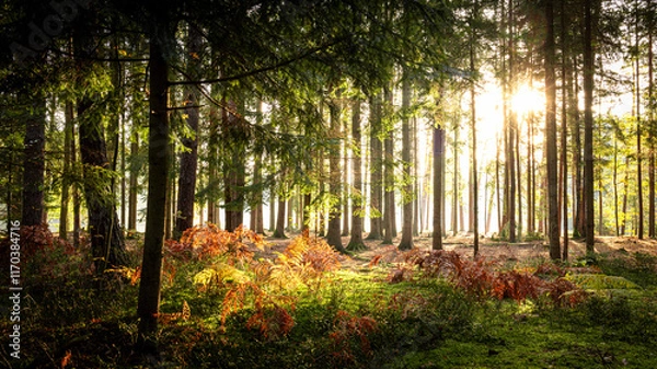 Fototapeta forest in autumn