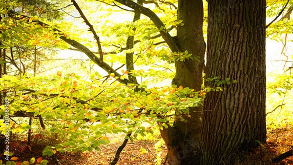 Fototapeta tree in autumn