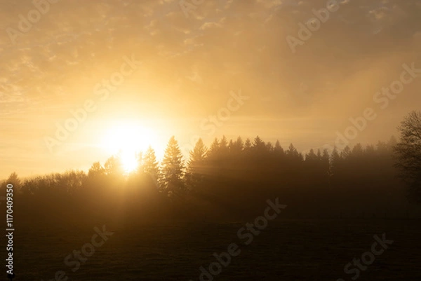 Fototapeta sunrise in the forest