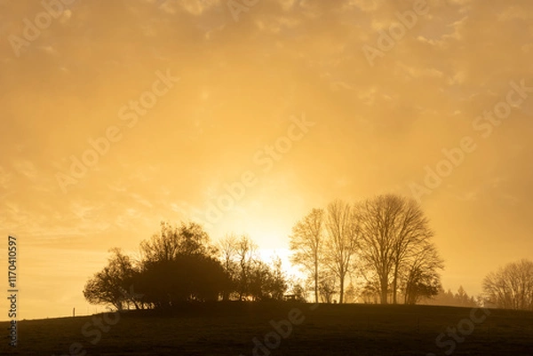 Fototapeta sunrise in the forest