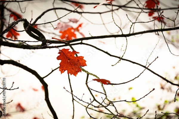 Fototapeta red autumn leaves