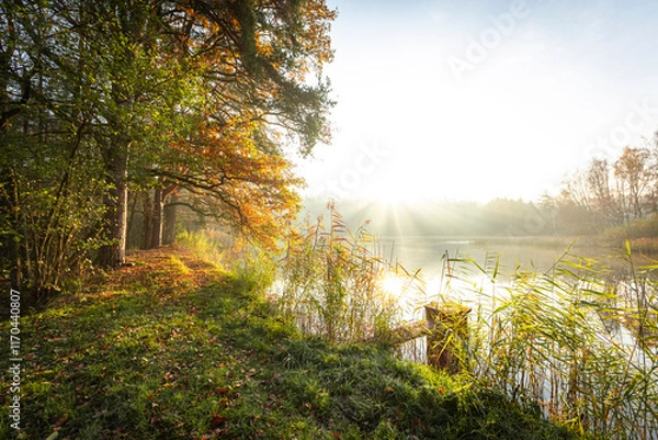Fototapeta sunrise in the forest