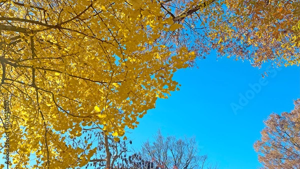 Obraz イチョウの木と青空　秋　日本