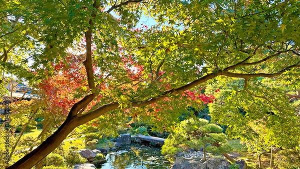 Fototapeta 美しい日本庭園　日本の秋