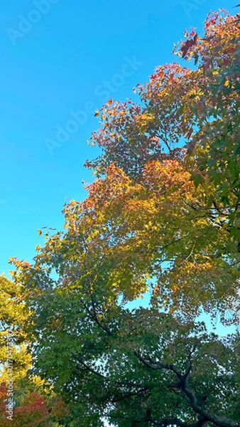 Fototapeta 日本の自然風景　秋の空と木々