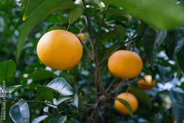 Fototapeta 因島の八朔