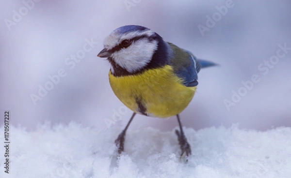 Obraz A vibrant bird perches on a snow-covered branch, showcasing its bright colors against the wintery backdrop, highlighting the beauty of nature in harsh conditions.