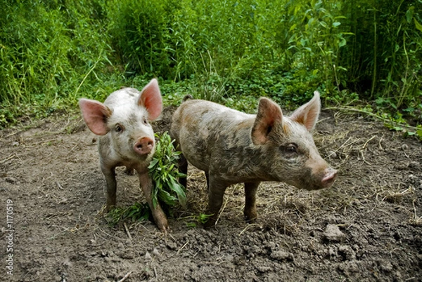 Fototapeta piglets
