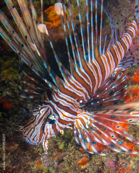 Obraz Lionfish