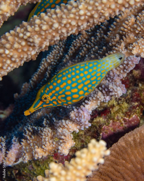 Obraz Orange spotted filefish