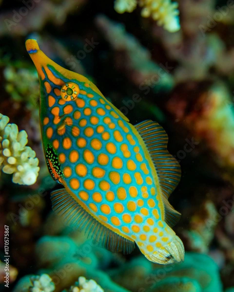 Obraz Orange spotted filefish
