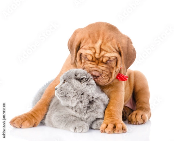 Fototapeta Bordeaux puppy dog embracing scottish cat. isolated on white 