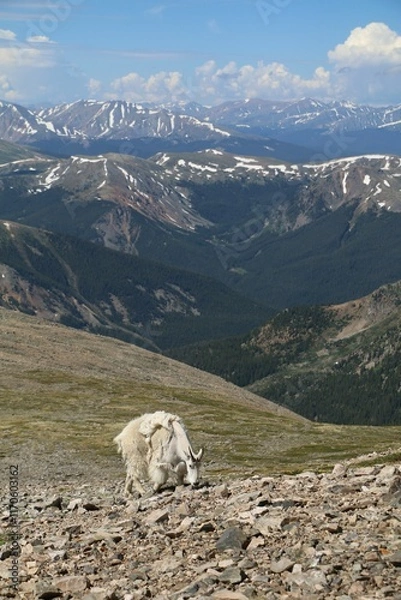 Obraz Mountain goat on rocky terrain with snow-capped peaks.