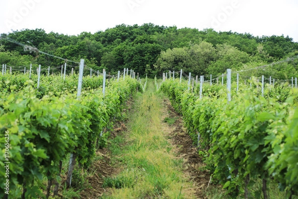Obraz May in the vineyard