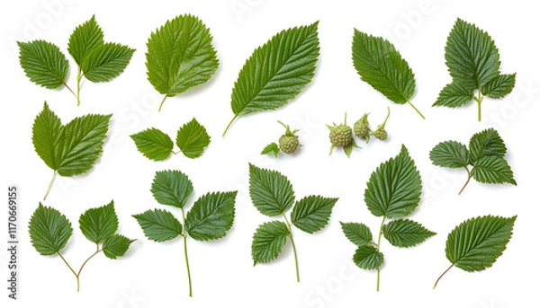Fototapeta Raspberry leaves isolated on white background with clipping path