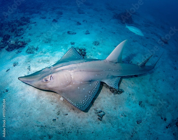 Obraz Guitarfish