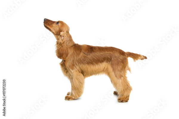 Obraz Beautiful English Cocker Spaniel