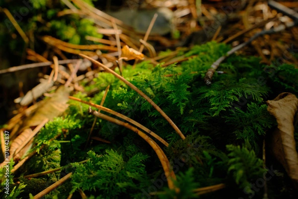 Fototapeta Close-up of green moss and dry leaves of the forest