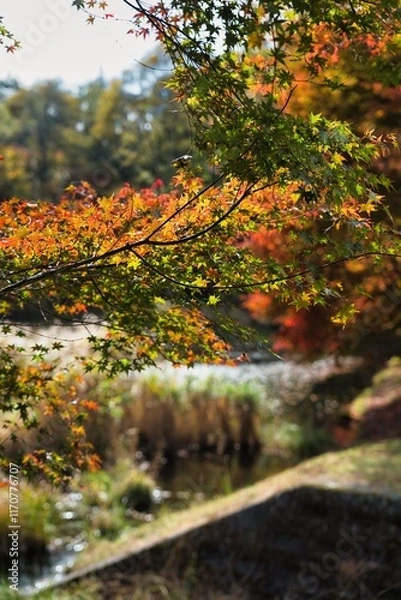 Fototapeta 日本の紅葉