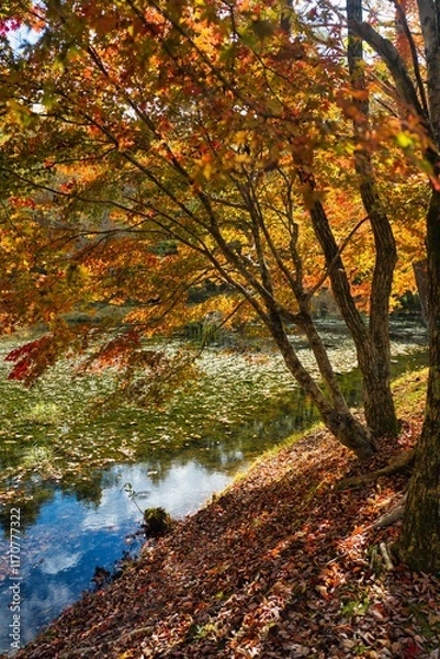 Obraz 日本の紅葉