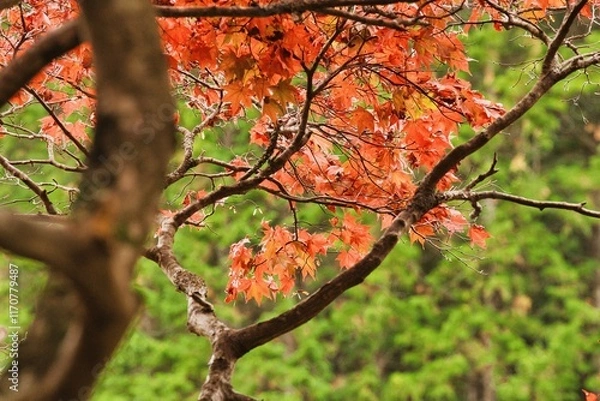 Obraz 日本の紅葉
