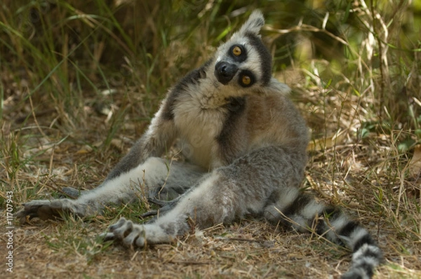 Obraz Ringtailed Lemur (Lemur catta)