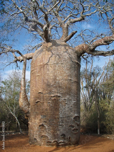 Fototapeta 1000 year old Baobab tree