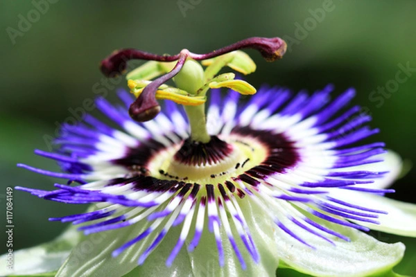 Obraz The passion flower is native to South America