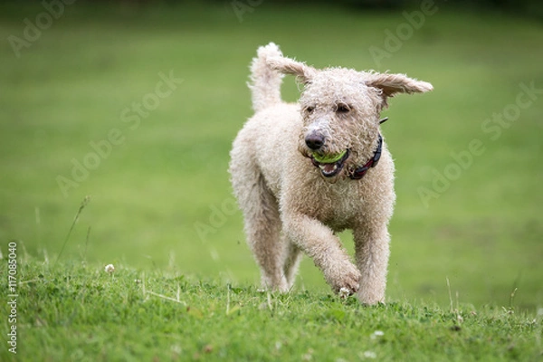 Obraz Dog Running and Playing