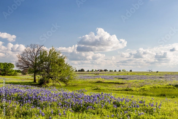 Obraz Texas Bluebonnet i błękitne niebo w Ennis