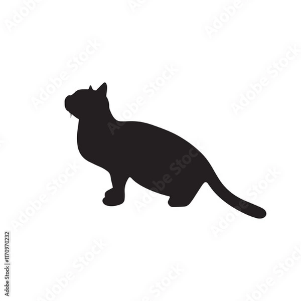 Obraz cat on a white background