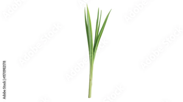 Fototapeta Fresh Lemongrass Stalk with Vibrant Green Leaves Perfect for Culinary and Aromatic Uses in Various Recipes and Herbal Remedies.