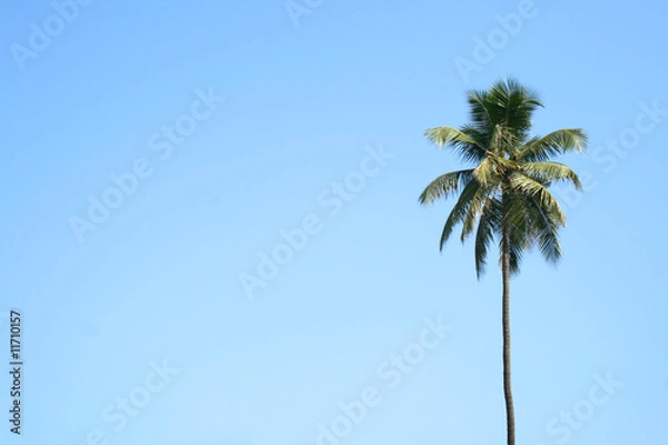 Fototapeta Single palm