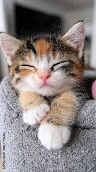 Fototapeta A small kitten sleeping on top of a scratching post