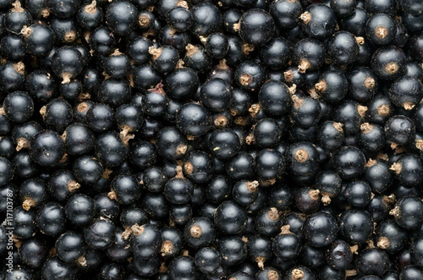 Obraz Fresh Black Currant. Background. Close-up. Top View.