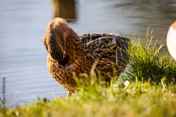 Obraz Ein STockentenweibchen an einem Teich.