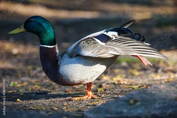 Obraz Ein Stockenten Männchen an einem Teich.