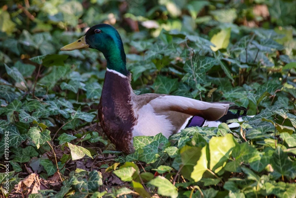 Obraz Ein Stockenten Männchen an einem Teich.
