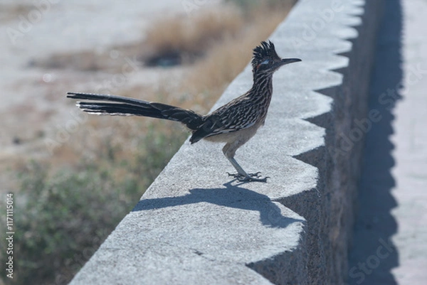 Obraz geococcyx californianus